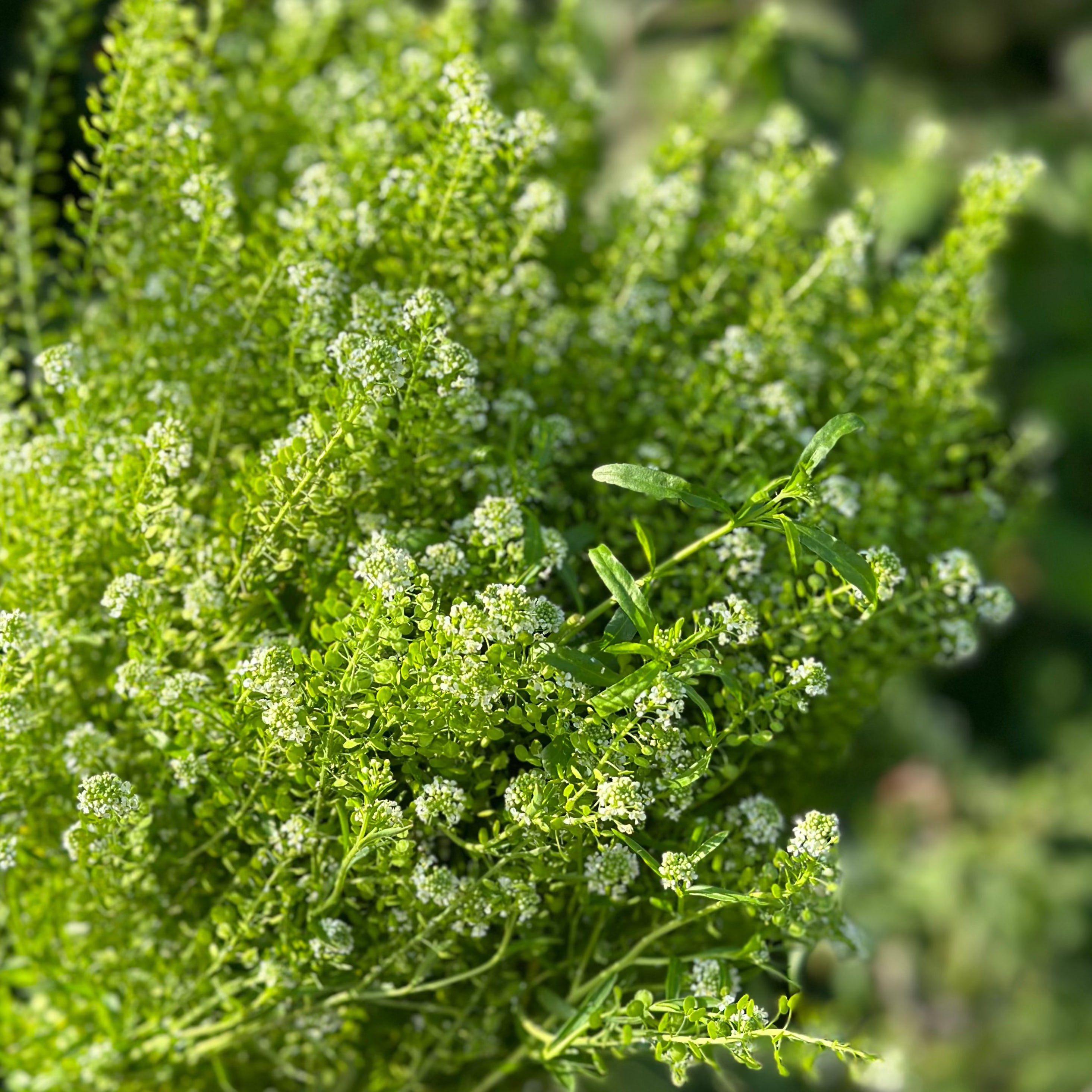 Lepidium