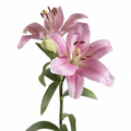 Lily| LA
